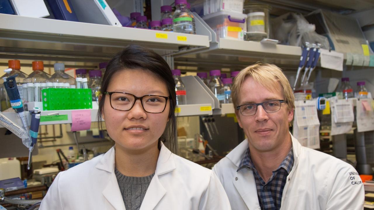 Sharon Lee, a Biochemistry, Molecular, Cellular and Developmental Biology graduate student, and Mark Huising, associate professor of neurobiology, physiology and behavior, study the cellular mechanisms of diabetes. David Slipher/UC Davis Sharon Lee and Mark Huising in lab