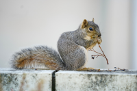 Squirrel eating